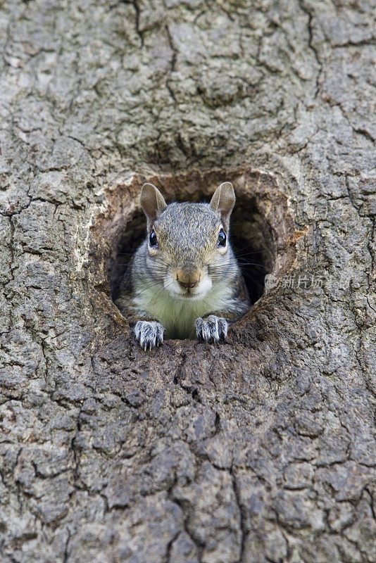 灰松鼠(Sciurus caroliniensis)